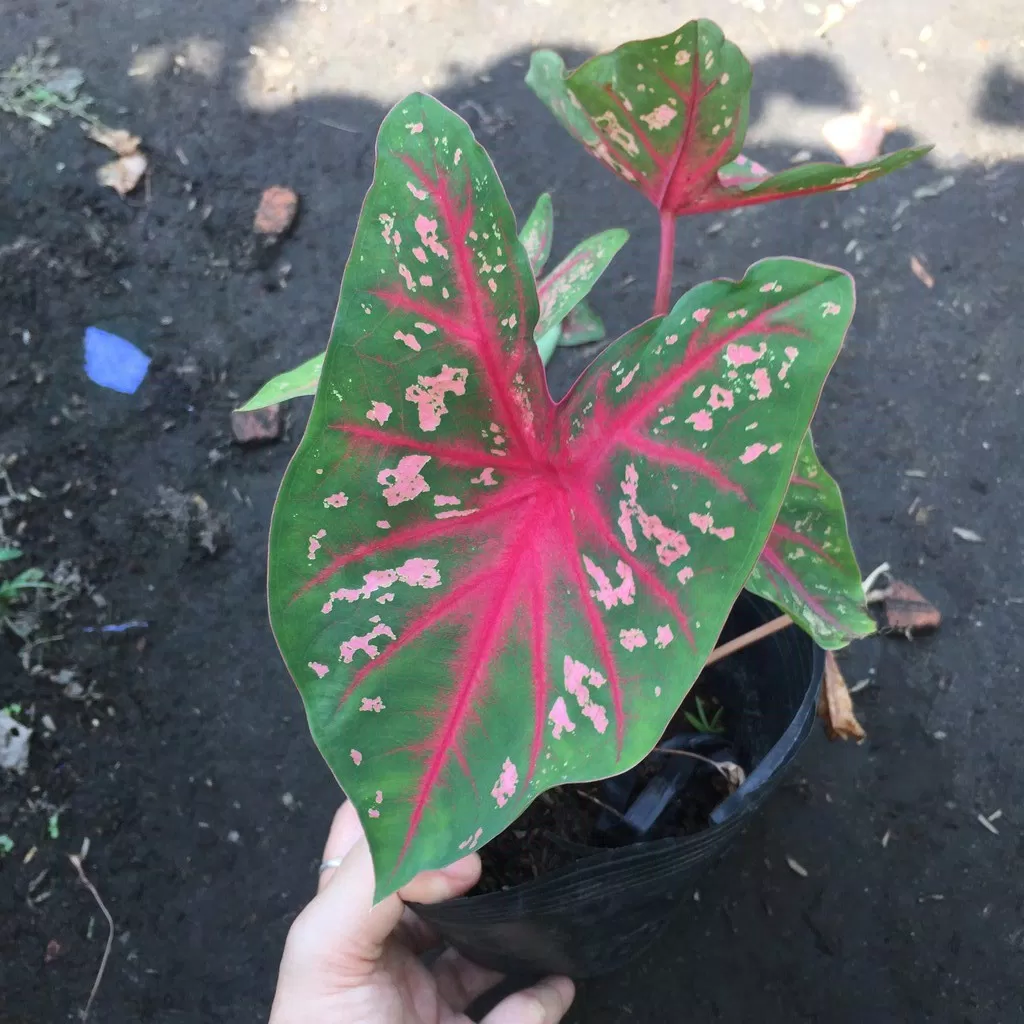 Phong thủy cây môn đốm, đại diện cho chiến binh kiên trì, dẻo dai trong cuộc sống; thu hút vượng khí cho gia chủ (ảnh: Internet) Phong thủy cây môn đốm, đại diện cho chiến binh kiên trì, dẻo dai trong cuộc sống; thu hút vượng khí cho gia chủ (ảnh: Internet)