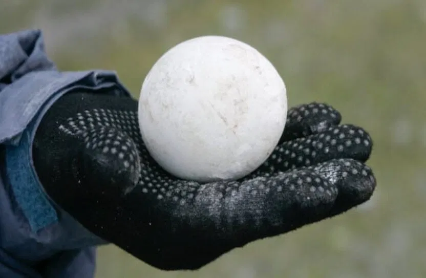 Con người ăn trứng của rất nhiều loài chứ không phải mỗi gia cầm đâu nhé (Ảnh: Internet) Con người ăn trứng của rất nhiều loài chứ không phải mỗi gia cầm đâu nhé (Ảnh: Internet)