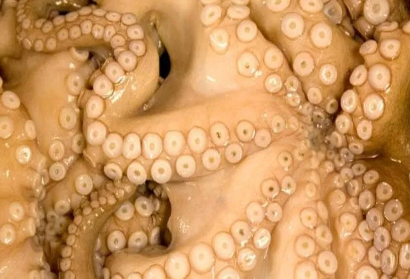 Con người ăn trứng của rất nhiều loài chứ không phải mỗi gia cầm đâu nhé (Ảnh: Internet)