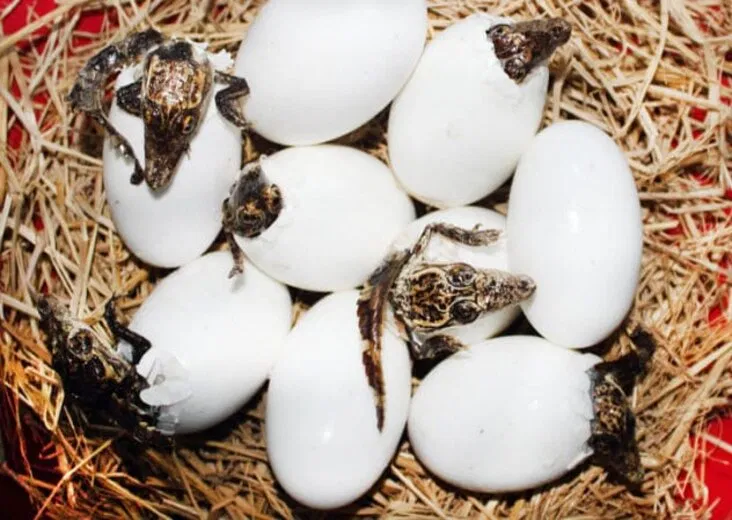 Con người ăn trứng của rất nhiều loài chứ không phải mỗi gia cầm đâu nhé (Ảnh: Internet)