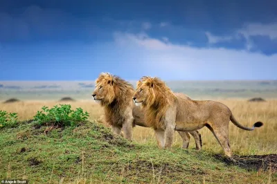 Sư tử Đông Phi (Panthera leo melanochaita) (Nguồn: Internet) Sư tử Đông Phi (Panthera leo melanochaita) (Nguồn: Internet)