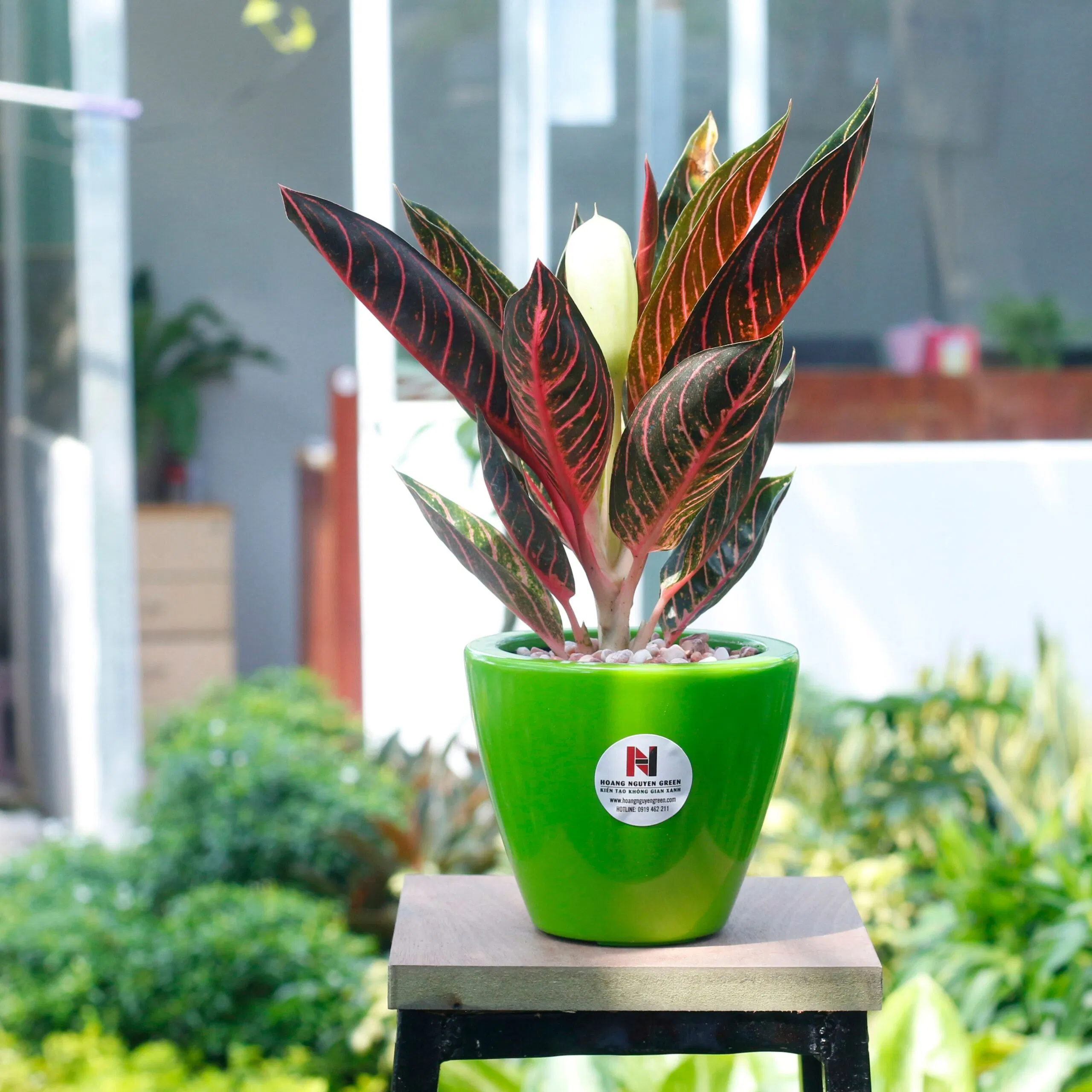 Phong thủy cây bao thanh thiên, thu hút tài lộc may mắn, mang đến vận mệnh và sự thịnh vượng trong công việc (ảnh: Internet) Phong thủy cây bao thanh thiên, thu hút tài lộc may mắn, mang đến vận mệnh và sự thịnh vượng trong công việc (ảnh: Internet)