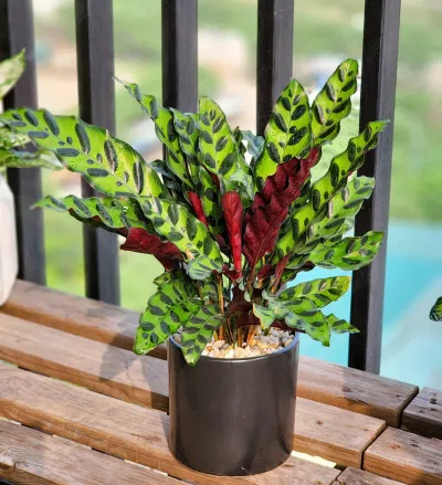 Phong thủy cây đuôi phụng, mang đến tài lộc, tiền tài, thịnh vượng và may mắn trong cuộc sống cho gia chủ (ảnh: Internet) Phong thủy cây đuôi phụng, mang đến tài lộc, tiền tài, thịnh vượng và may mắn trong cuộc sống cho gia chủ (ảnh: Internet)