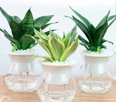 Phong thủy cây lưỡi mèo, có khả năng trừ tà, diệt quỷ, bảo vệ chủ nhân khỏi hiểm nguy, tai ương (ảnh: Internet) Phong thủy cây lưỡi mèo, có khả năng trừ tà, diệt quỷ, bảo vệ chủ nhân khỏi hiểm nguy, tai ương (ảnh: Internet)