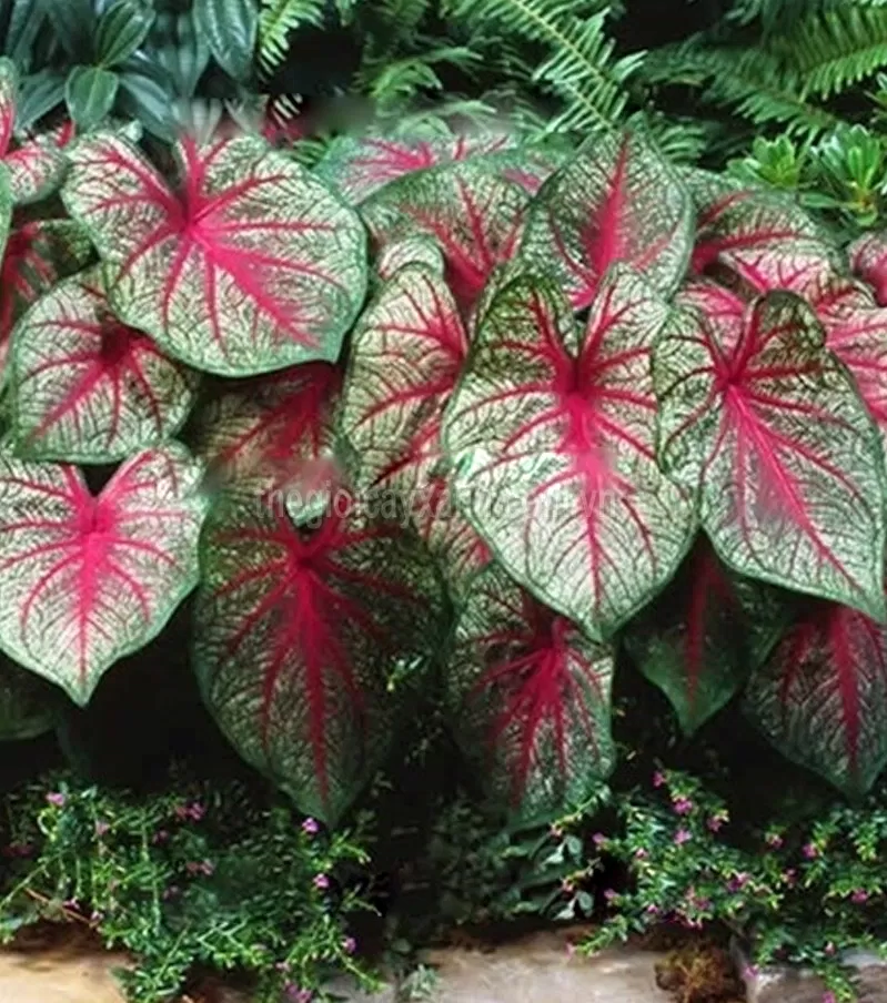 Phong thủy cây môn đốm, đại diện cho chiến binh kiên trì, dẻo dai trong cuộc sống; thu hút vượng khí cho gia chủ (ảnh: Internet) Phong thủy cây môn đốm, đại diện cho chiến binh kiên trì, dẻo dai trong cuộc sống; thu hút vượng khí cho gia chủ (ảnh: Internet)