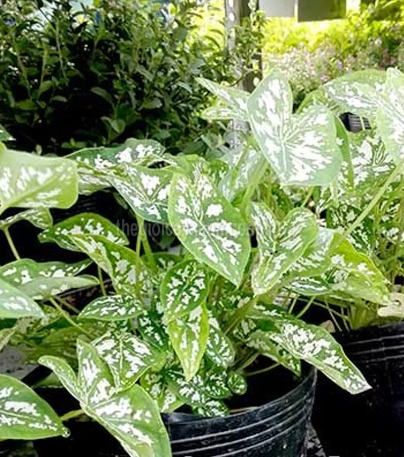 Phong thủy cây môn đốm, đại diện cho chiến binh kiên trì, dẻo dai trong cuộc sống; thu hút vượng khí cho gia chủ (ảnh: Internet) Phong thủy cây môn đốm, đại diện cho chiến binh kiên trì, dẻo dai trong cuộc sống; thu hút vượng khí cho gia chủ (ảnh: Internet)