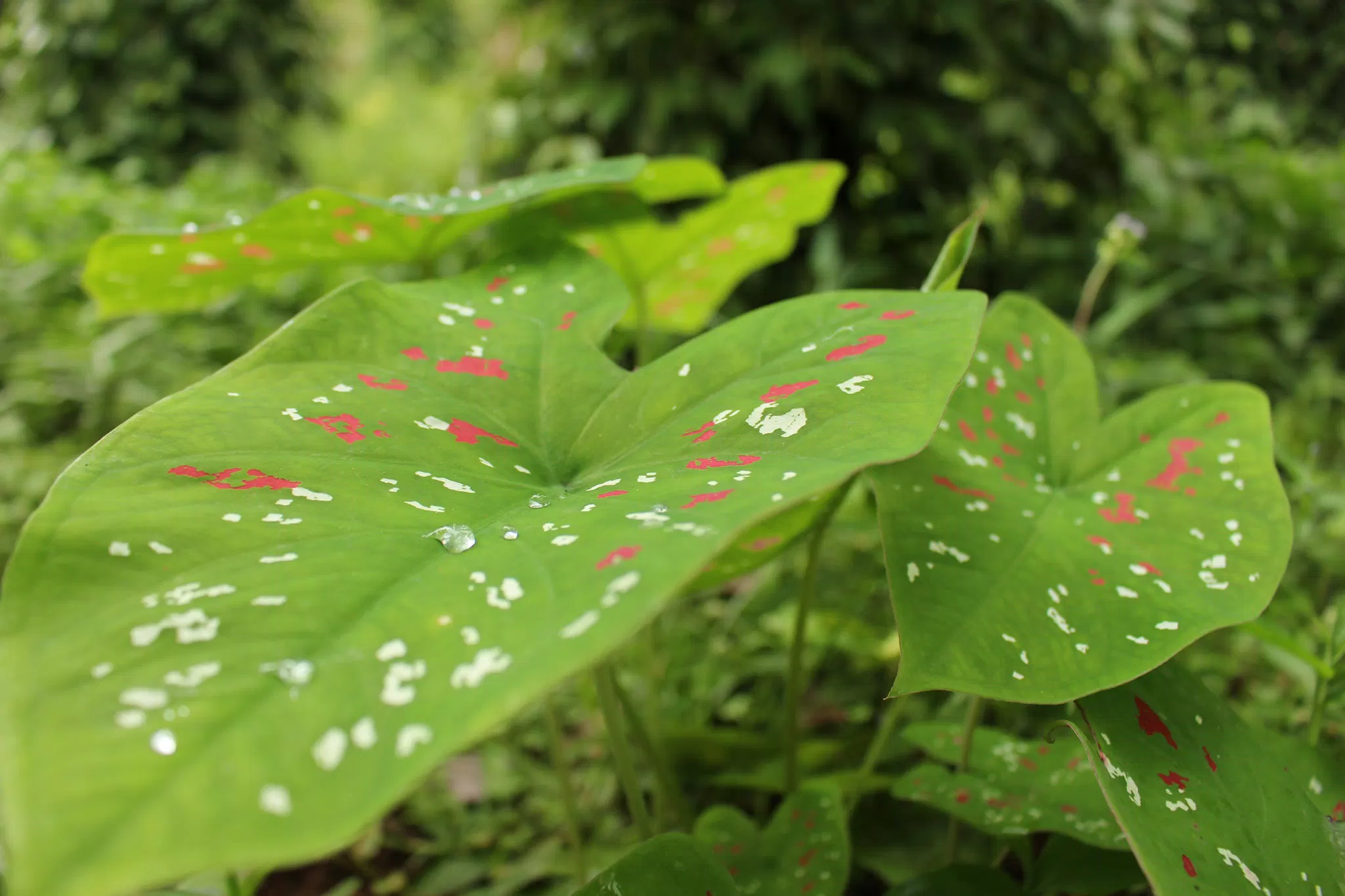Phong thủy cây môn đốm, đại diện cho chiến binh kiên trì, dẻo dai trong cuộc sống; thu hút vượng khí cho gia chủ (ảnh: Internet) Phong thủy cây môn đốm, đại diện cho chiến binh kiên trì, dẻo dai trong cuộc sống; thu hút vượng khí cho gia chủ (ảnh: Internet)