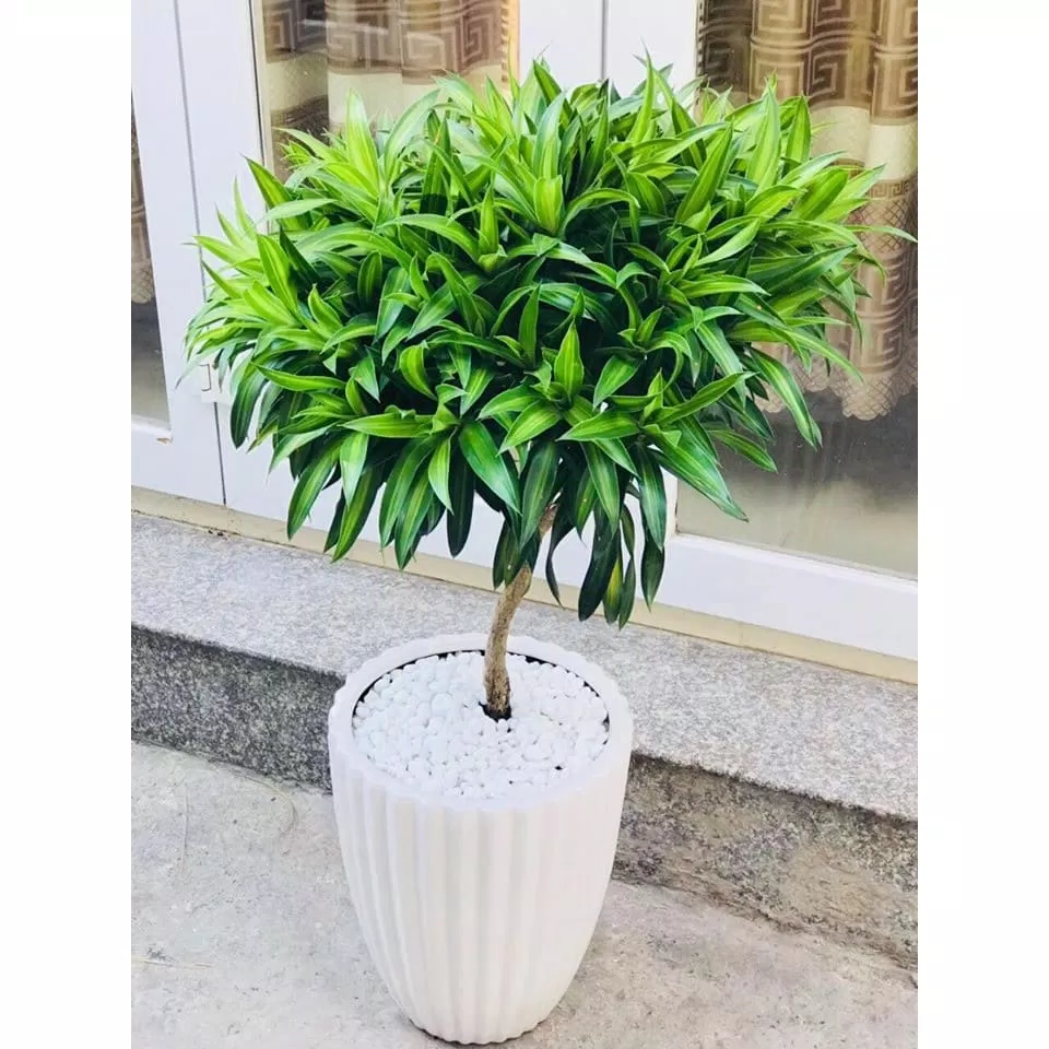 Phong thủy cây trúc bách hợp: mang lại nhiều may mắn, vượng khí cho gia chủ, giúp bạn làm việc hiệu suất cao (ảnh: Internet) Phong thủy cây trúc bách hợp: mang lại nhiều may mắn, vượng khí cho gia chủ, giúp bạn làm việc hiệu suất cao (ảnh: Internet)