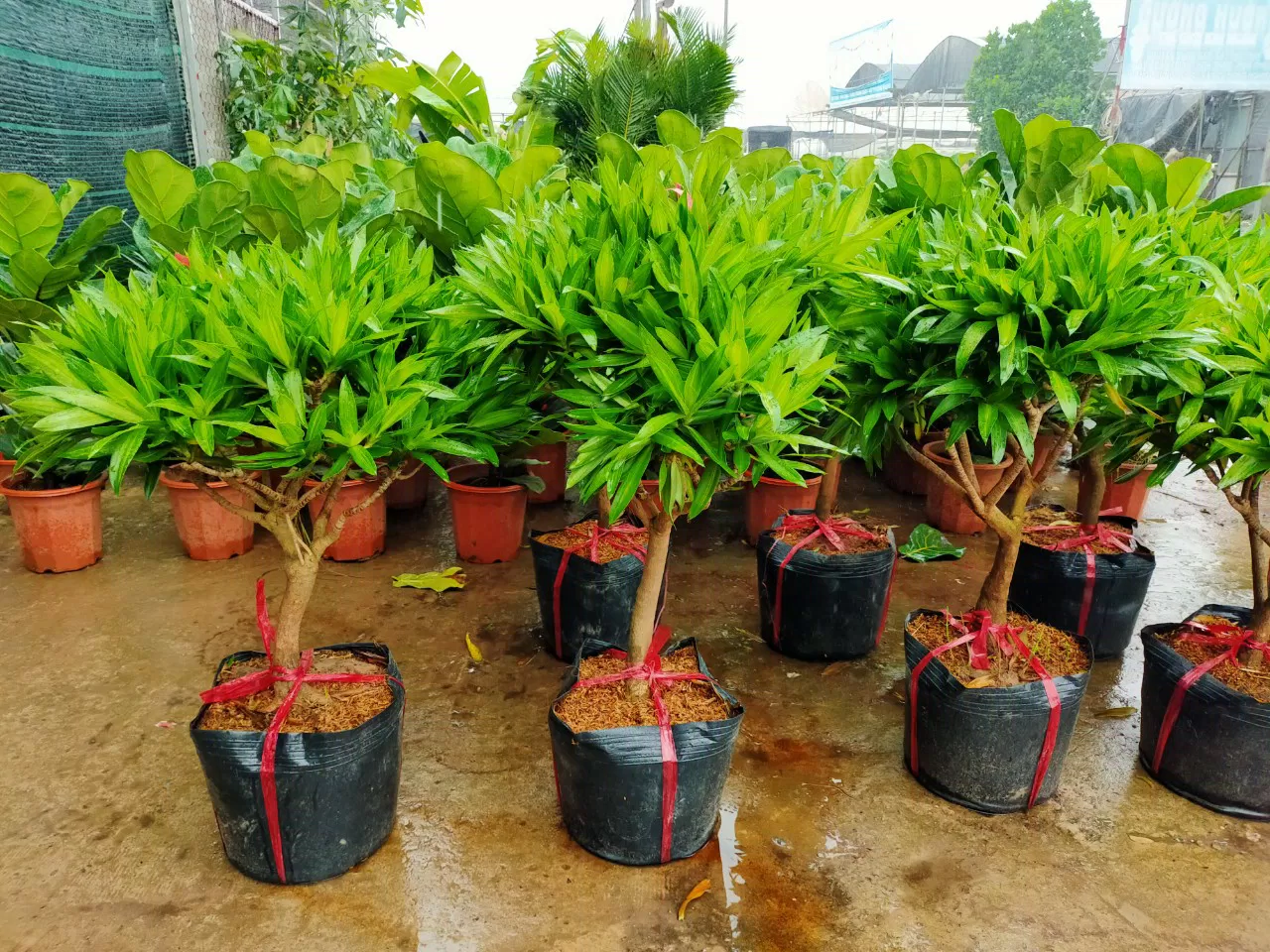 Phong thủy cây trúc bách hợp: mang lại nhiều may mắn, vượng khí cho gia chủ, giúp bạn làm việc hiệu suất cao (ảnh: Internet) Phong thủy cây trúc bách hợp: mang lại nhiều may mắn, vượng khí cho gia chủ, giúp bạn làm việc hiệu suất cao (ảnh: Internet)