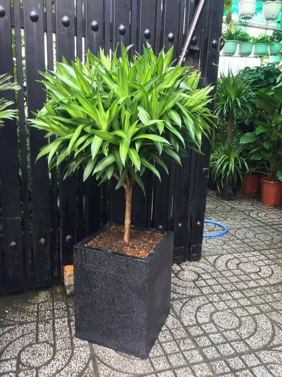 Phong thủy cây trúc bách hợp: mang lại nhiều may mắn, vượng khí cho gia chủ, giúp bạn làm việc hiệu suất cao (ảnh: Internet) Phong thủy cây trúc bách hợp: mang lại nhiều may mắn, vượng khí cho gia chủ, giúp bạn làm việc hiệu suất cao (ảnh: Internet)