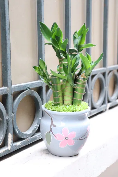 Phong thủy cây trúc phú quý: tượng trưng cho sự phú quý, đại cát, đại lợi, giúp mang lại nhiều may mắn và bình an cho gia chủ (ảnh: Internet) Phong thủy cây trúc phú quý: tượng trưng cho sự phú quý, đại cát, đại lợi, giúp mang lại nhiều may mắn và bình an cho gia chủ (ảnh: Internet)