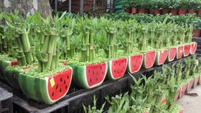 Phong thủy cây trúc phú quý: tượng trưng cho sự phú quý, đại cát, đại lợi, giúp mang lại nhiều may mắn và bình an cho gia chủ (ảnh: Internet) Phong thủy cây trúc phú quý: tượng trưng cho sự phú quý, đại cát, đại lợi, giúp mang lại nhiều may mắn và bình an cho gia chủ (ảnh: Internet)