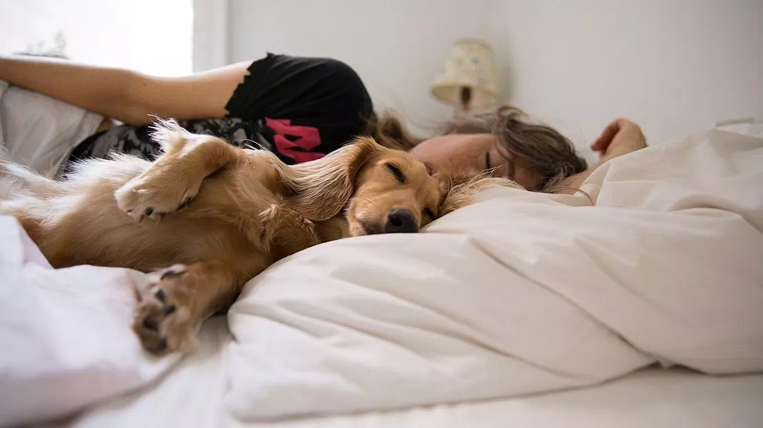 Để chó ngủ chung với người có thể gây ra các bệnh về hô hấp (Ảnh: Internet)