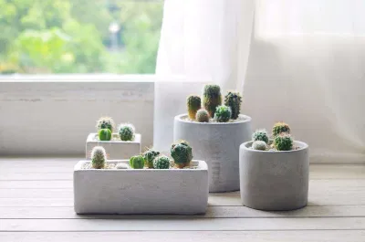 Cây xương rồng trồng ở đâu hợp phong thủy? (Ảnh: Internet) Cây xương rồng trồng ở đâu hợp phong thủy? (Ảnh: Internet)