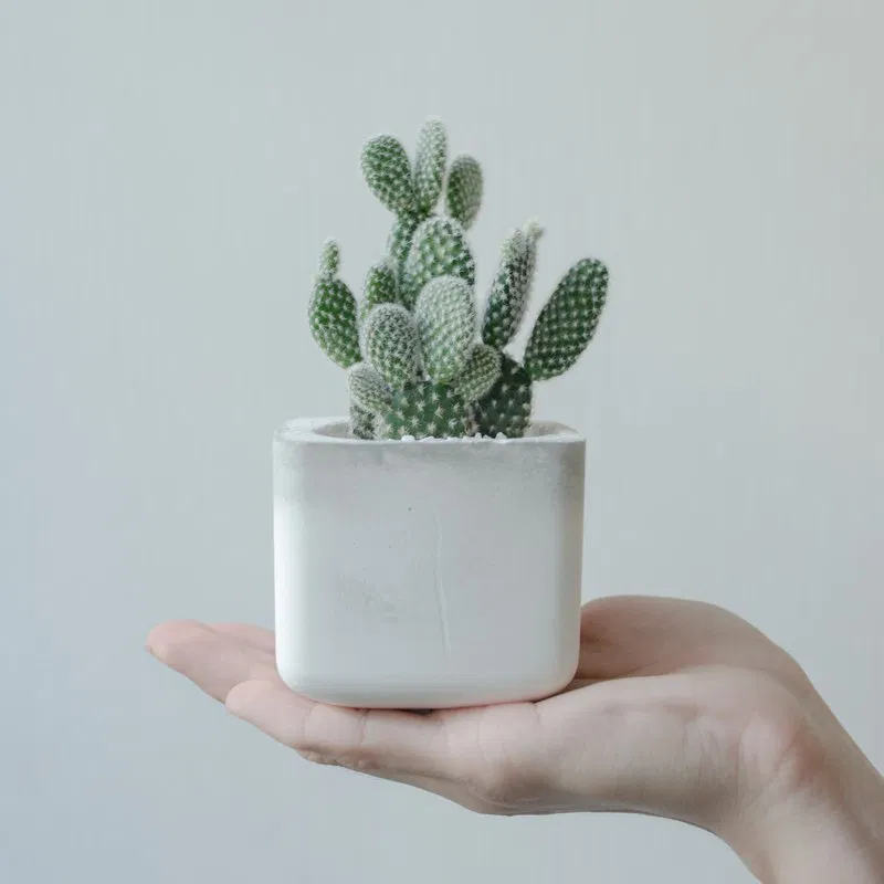 Tác dụng của cây xương rồng trong phong thủy (Ảnh: Internet)