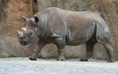 Tê giác Java (Rhinoceros sondaicus) (Nguồn: Internet) Tê giác Java (Rhinoceros sondaicus) (Nguồn: Internet)