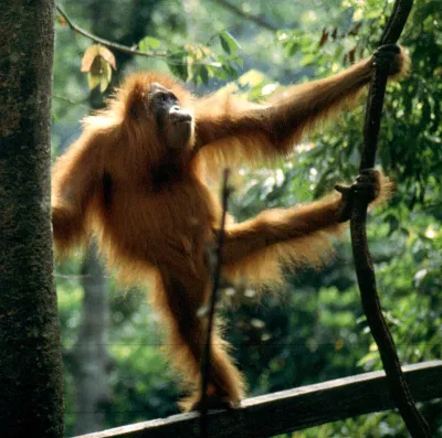 Đười ươi Sumatra (Pongo abelii) (Nguồn: Internet) Đười ươi Sumatra (Pongo abelii) (Nguồn: Internet)