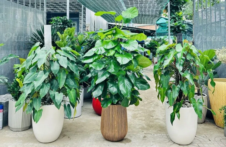 Phong thủy cây trầu bà tỷ phú: tao không gian xanh trong nhà, là cây lọc không khí, hấp thu các chất độc hại (ảnh: Internet)