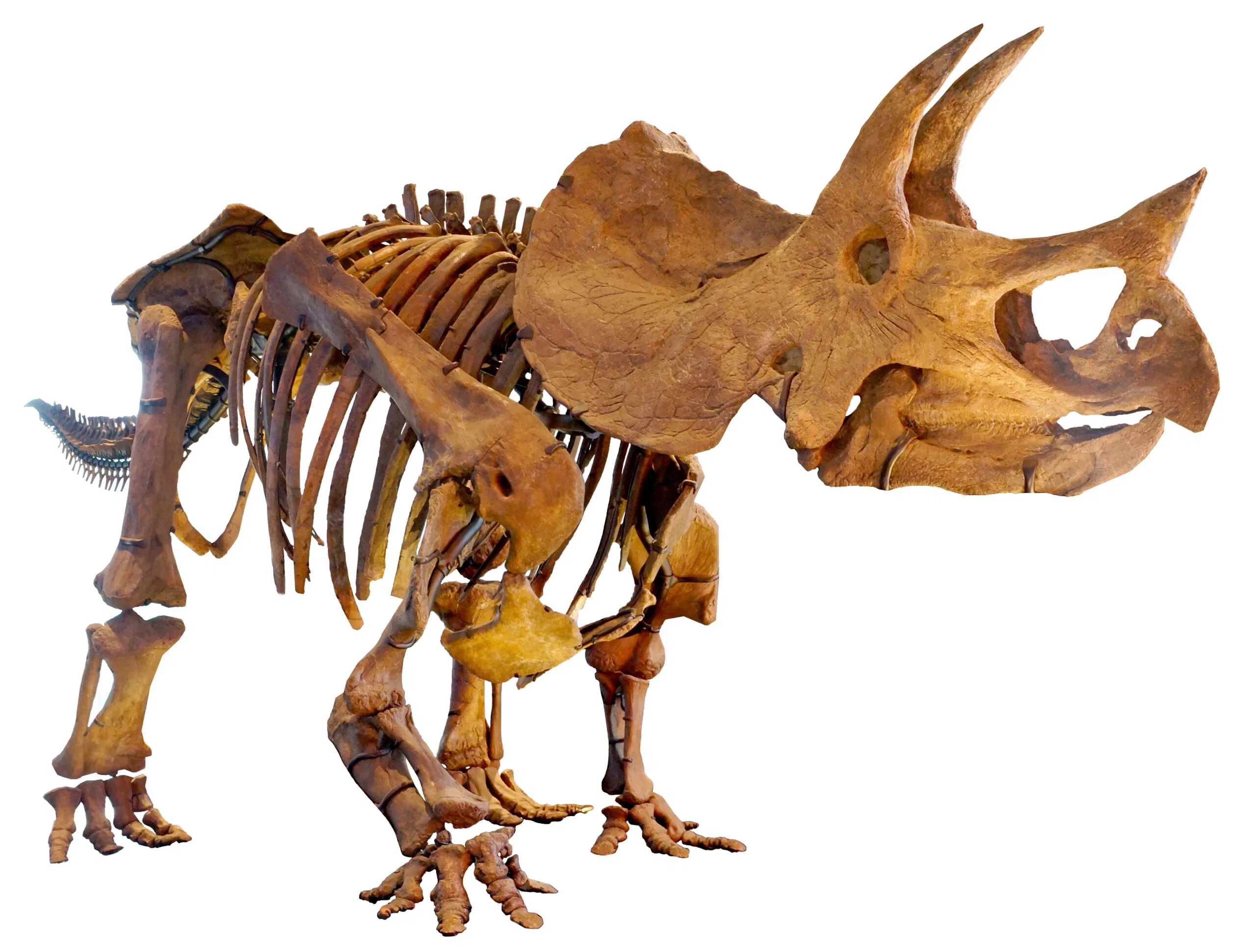 Triceratops (Nguồn: Internet) Triceratops (Nguồn: Internet)