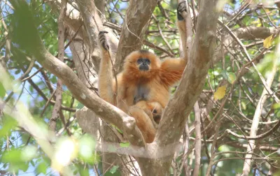 Vượn đen má trắng (Nomascus leucogenys) (Nguồn: Internet) Vượn đen má trắng (Nomascus leucogenys) (Nguồn: Internet)