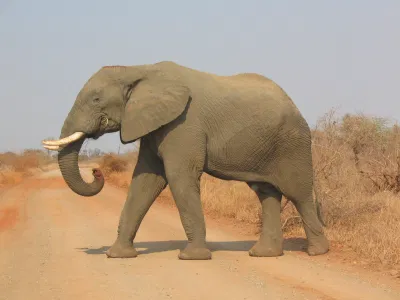 Voi châu Phi (Loxodonta africana) (Nguồn: Internet) Voi châu Phi (Loxodonta africana) (Nguồn: Internet)
