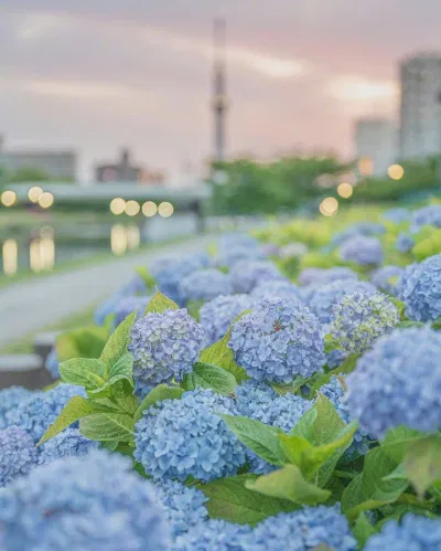 Lịch sử phát triển của hoa cẩm tú cầu