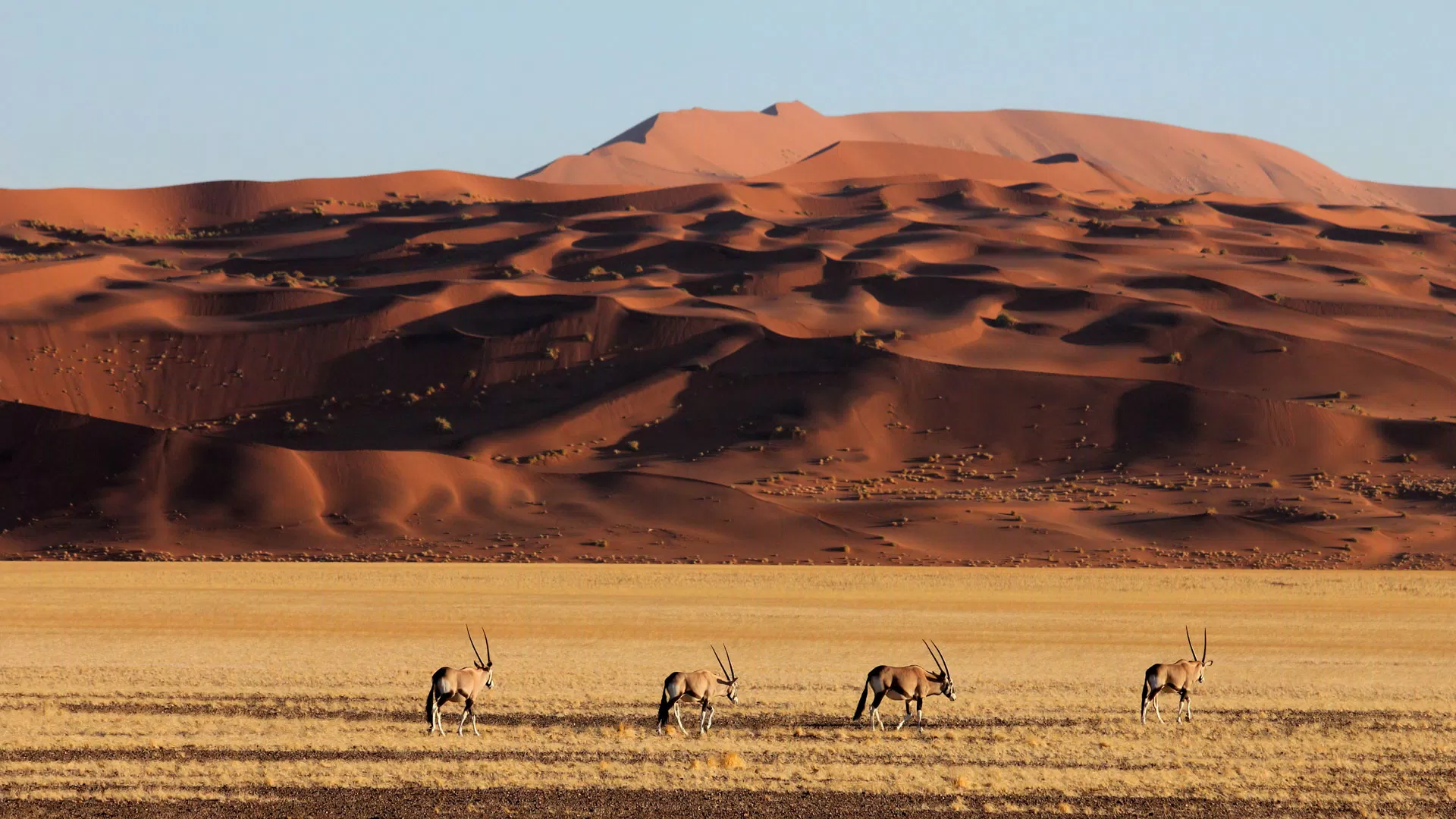 Cồn cát Sossusvlei, Namibia. (Nguồn: Internet)