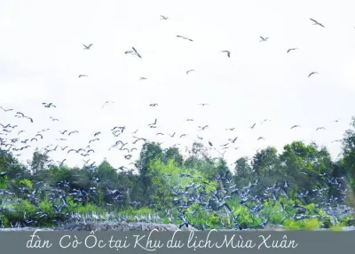 Đàn Cò Ốc tại Khu du lịch Mùa Xuân (ảnh: internet)