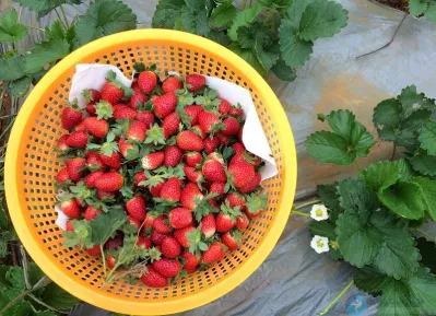 ảnh: internet ảnh: internet