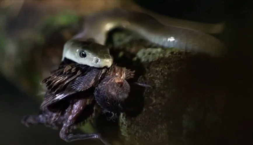 TOP 5 loài rắn độc nhất thế giới hiện nay: Chạm một cái thôi là đi cả đời! loài rắn độc nhất thế giới Rắn Coral Đại Dương Blue Coral Snake rắn độc Rắn Góc Inland Taipan Rắn Hổ King Cobra Rắn Krait Đông Dương Bungarus multicinctus Rắn Mamba Đen Black Mamba