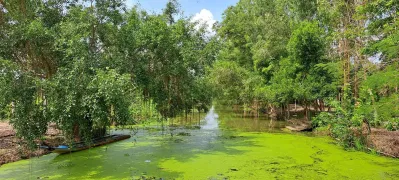 Một góc nhỏ rừng tại Khu du lịch Mùa Xuân