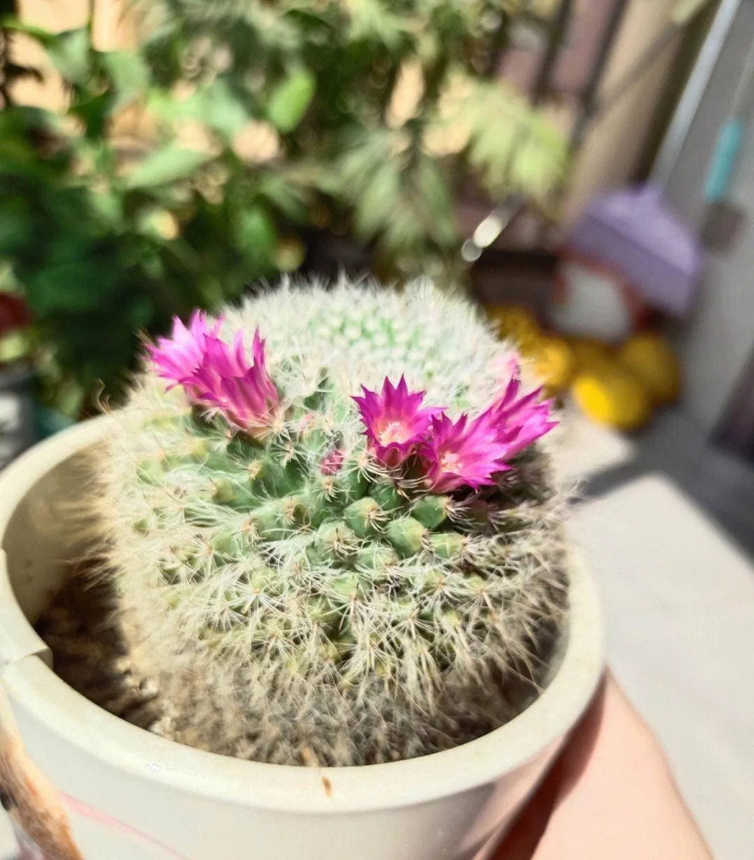 Khi nào xương rồng nở hoa? (Ảnh: Internet)