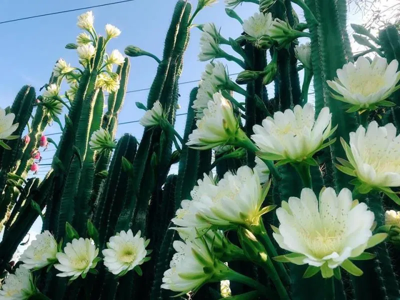 Xương rồng nở hoa là điềm gì? (Ảnh: Internet)