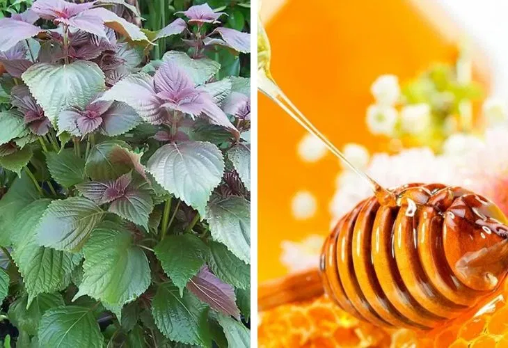 Mặt nạ lá tía tô mật ong là một công thức không còn quá xa lạ (Nguồn: Internet)