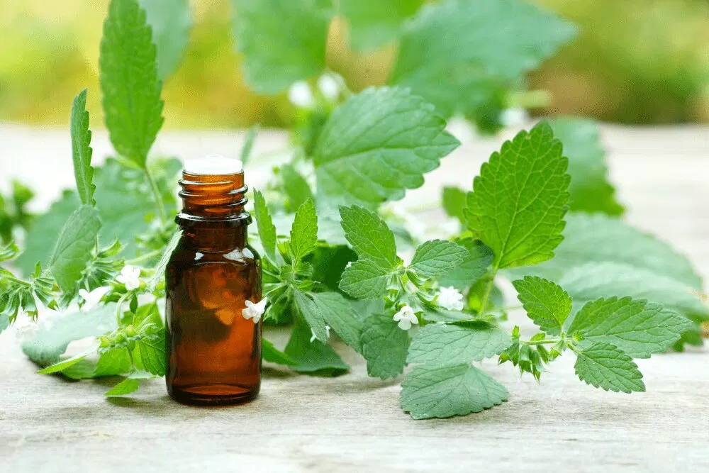 Dầu massage từ lá tía tô giúp thúc đẩy tuần hoàn máu làm da trở nên đều màu, mềm mại và có tác dụng thư giãn tốt Dầu massage từ lá tía tô giúp thúc đẩy tuần hoàn máu làm da trở nên đều màu, mềm mại và có tác dụng thư giãn tốt