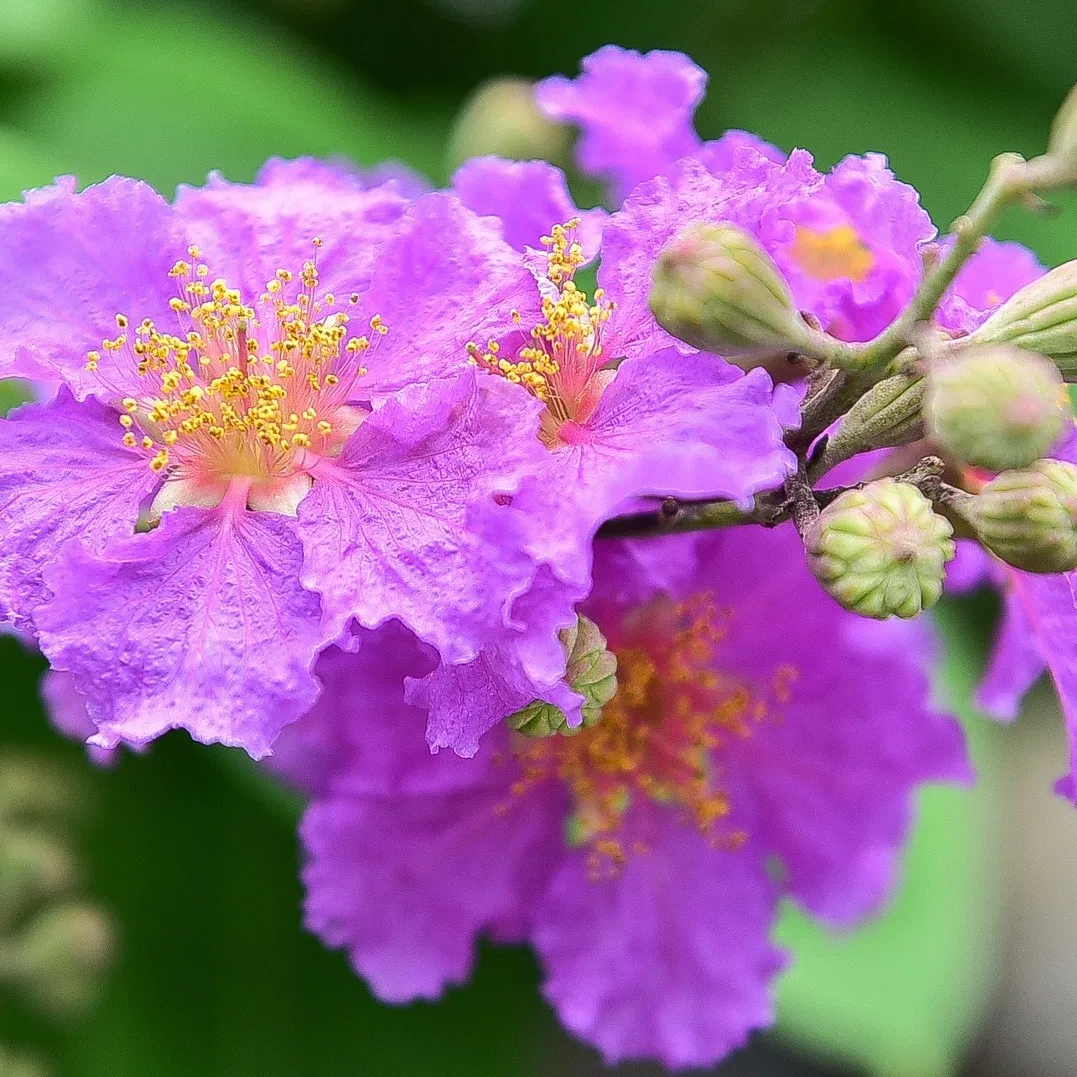 Hoa bằng lăng ăn được không? (Ảnh: Internet)