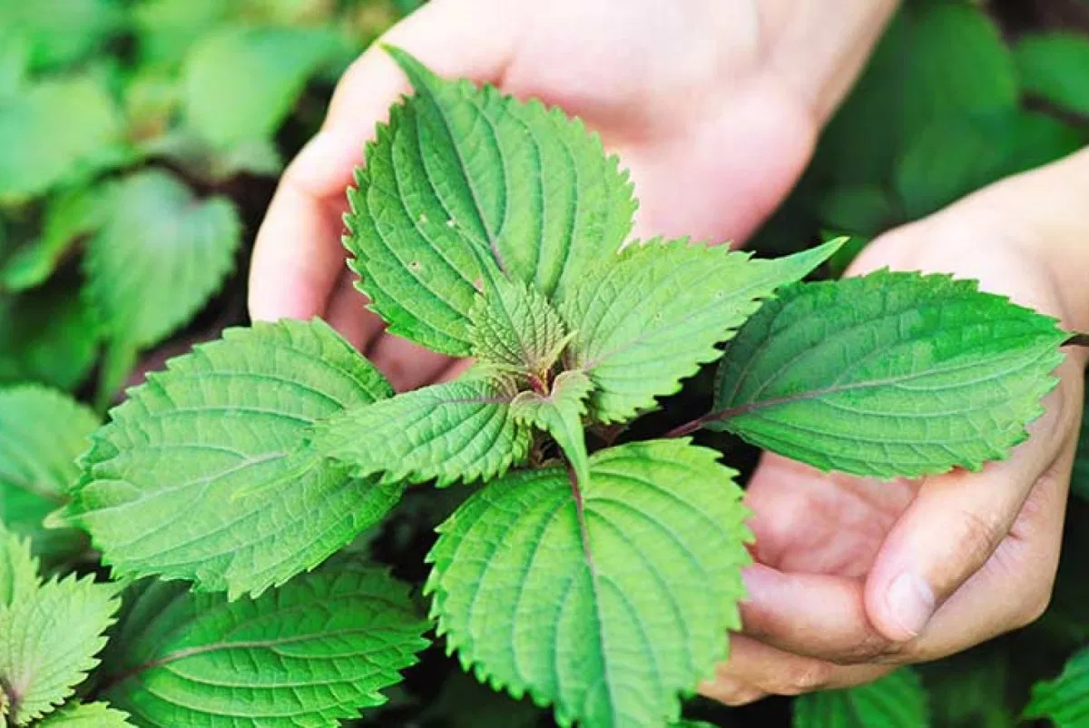 Lá tía tô có rất nhiều lợi ích tốt cho con người (Nguồn: Internet)