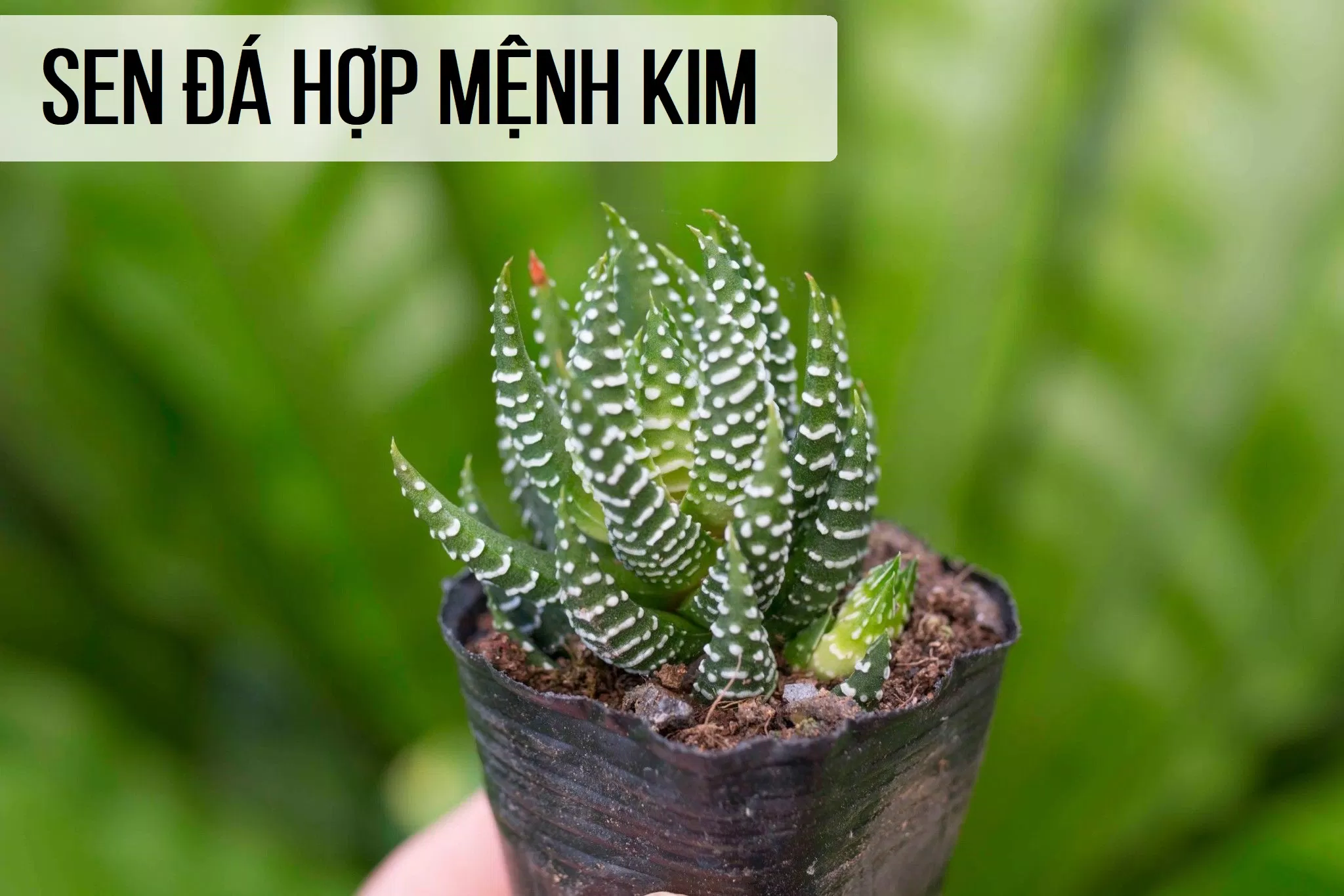 Loài sen đá hợp mệnh Kim