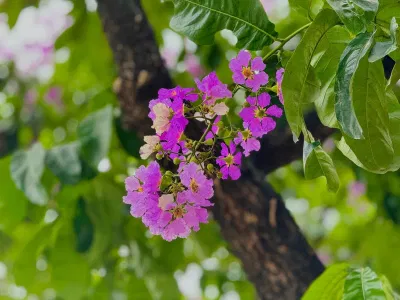 Những bài thơ về hoa bằng lăng tím lãng mạn nhất (Ảnh: Internet)