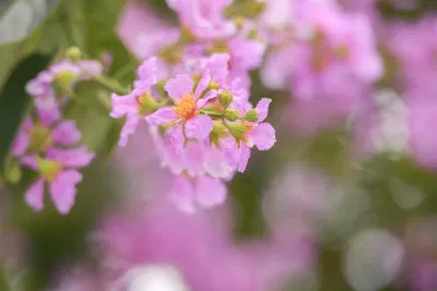 Những bài thơ về hoa bằng lăng và mùa hạ