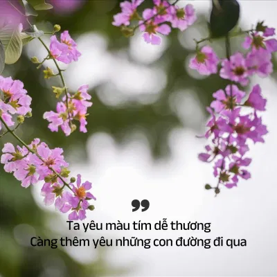 Những bài thơ về hoa bằng lăng tím lãng mạn nhất (Ảnh: Internet)
