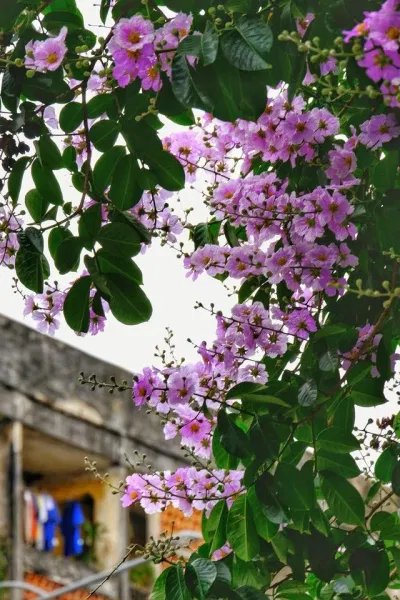 200+ stt hay, bài thơ về hoa bằng lăng tím đầy lãng mạn bài thơ hoa bằng lăng hoa bằng lăng hoa bằng lăng tím stt về hoa bằng lăng thơ về hoa bằng lăng