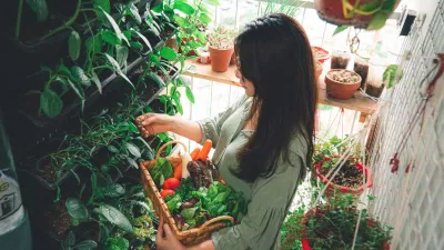 Chị Xíu và khu vườn nhỏ nơi ban công nhưng chứa đựng linh hồn của cả căn nhà ( Ảnh: Internet)
