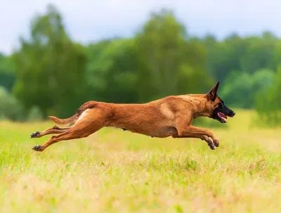Belgian Malinois (Nguồn: Internet) Belgian Malinois (Nguồn: Internet)