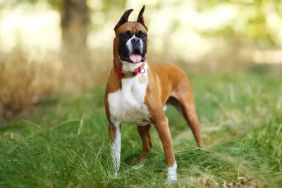 Boxer (Nguồn: Internet) Boxer (Nguồn: Internet)