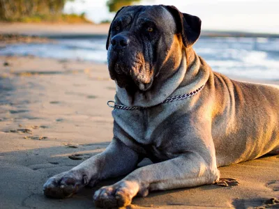 Bullmastiff (Nguồn: Internet) Bullmastiff (Nguồn: Internet)