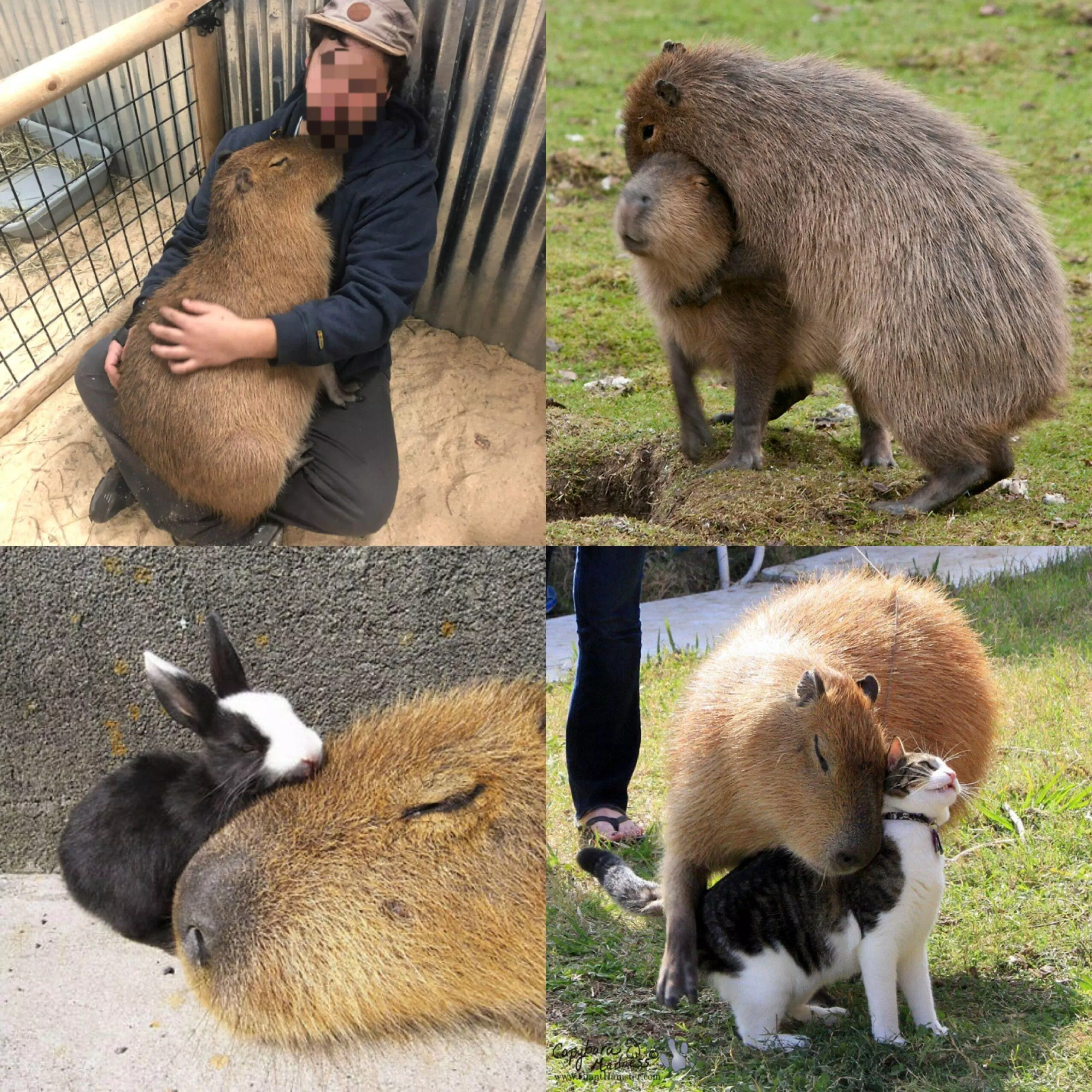 Vì sao gọi Capybara là bộ trưởng bộ ngoại giao?