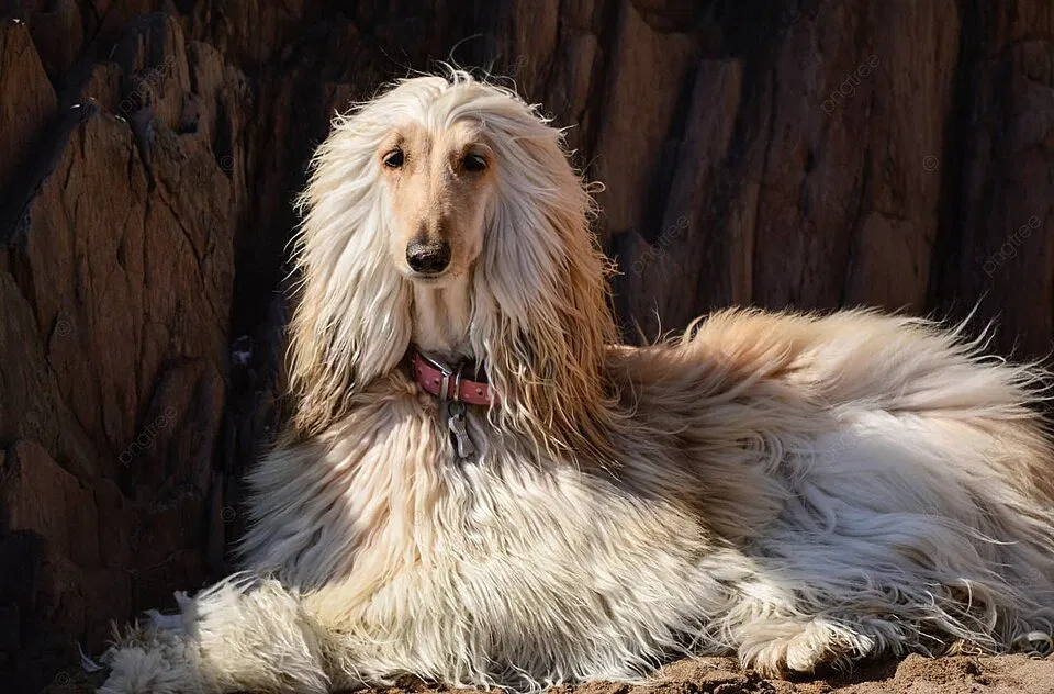 Chó Afghan Hound (Nguồn: Internet) Chó Afghan Hound (Nguồn: Internet)