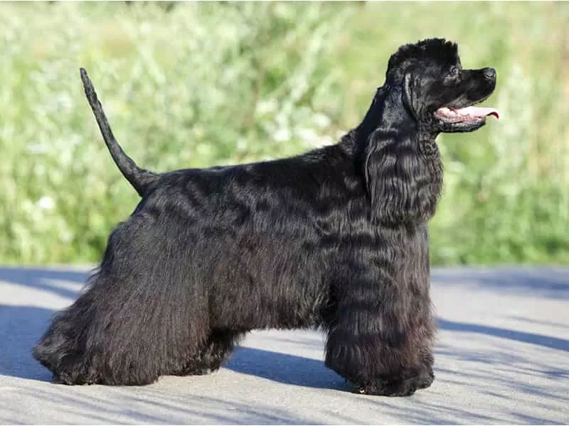 Chó Cocker Spaniel (Nguồn: Internet)