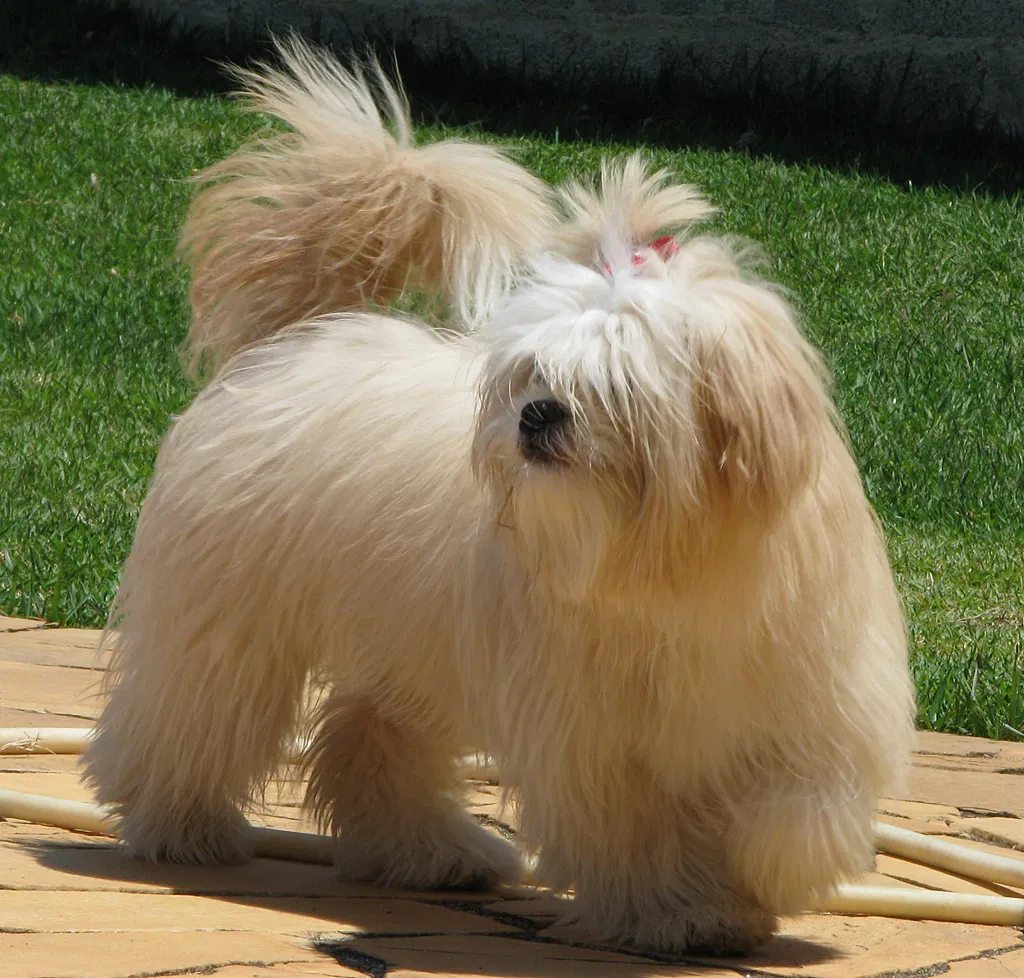 Chó Lhasa Apso (Nguồn: Internet) Chó Lhasa Apso (Nguồn: Internet)